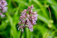 Orchis simia