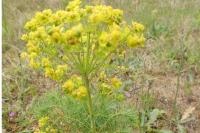 Euphorbia cyparissias