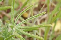 Lupinus angustifolius