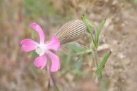 Silene conica