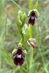 Ophrys insectifera