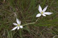 Ornithogalum divergens