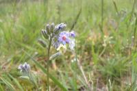 Myosotis discolor