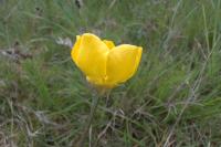 Ranunculus bulbosus