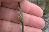 Juncus conglomeratus