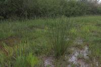 Juncus conglomeratus