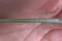 Juncus conglomeratus