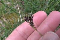 Luzula campestris