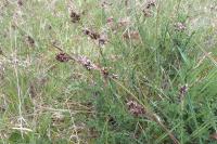 Luzula campestris