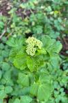 Smyrnium olusatrum