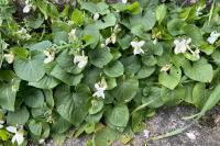 Viola