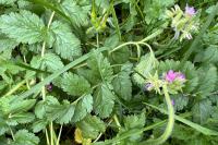 Erodium moschatum