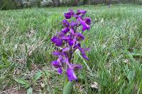 Anacamptis morio