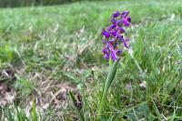 Anacamptis morio
