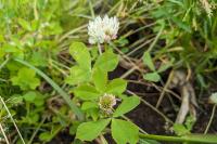 Trifolium michelianum