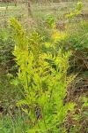 Osmunda regalis