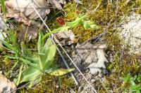 Ophrys aranifera