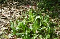 Orchis purpurea
