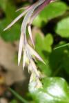 Epipactis microphylla