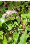 Epipactis microphylla