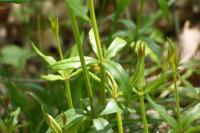 Rubia peregrina