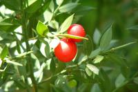 Ruscus aculeatus