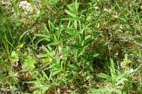 Trifolium rubens