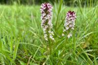 Neotinea ustulata