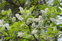 Prunus padus