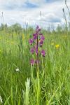 Anacamptis laxiflora
