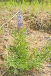 Lupinus angustifolius