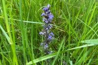 Ajuga reptans