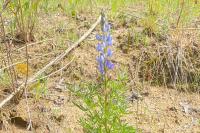 Lupinus angustifolius