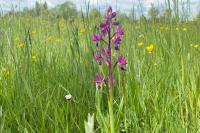 Anacamptis laxiflora