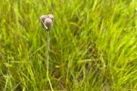 Fritillaria meleagris