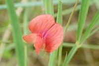 Lathyrus sphaericus