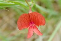 Lathyrus sphaericus