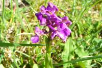 Anacamptis morio