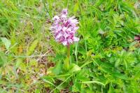Orchis simia