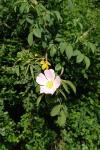 Rosa canina