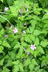 Geranium robertianum