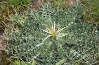 Centaurea calcitrapa