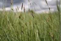 Carex distans
