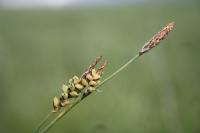 Carex panicea