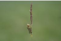 Carex tomentosa