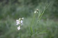 Lathyrus pannonicus