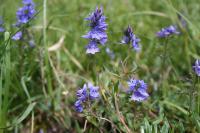 Veronica saturejifolia