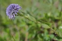 Globularia bisnagarica