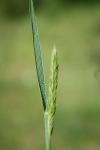 Koeleria vallesiana
