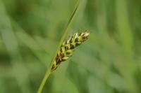 Carex distans